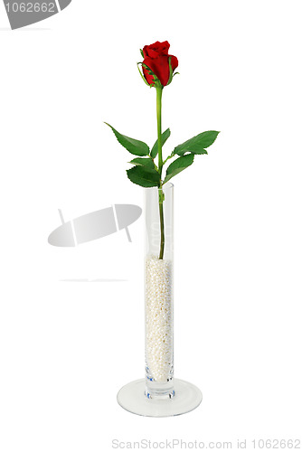 Image of Single rose in simple glass vase filled with beads