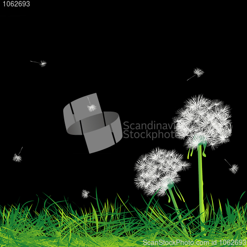 Image of Dandelions and grass in the night