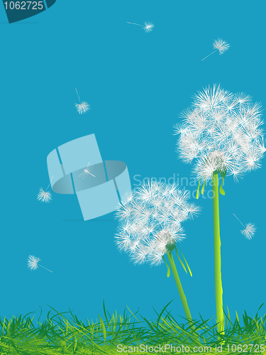 Image of Dandelions and grass