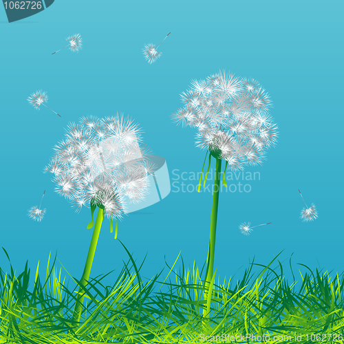 Image of Dandelions