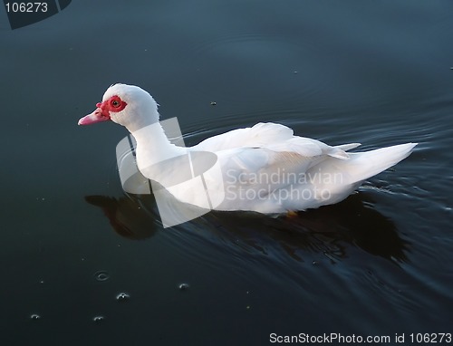 Image of duck