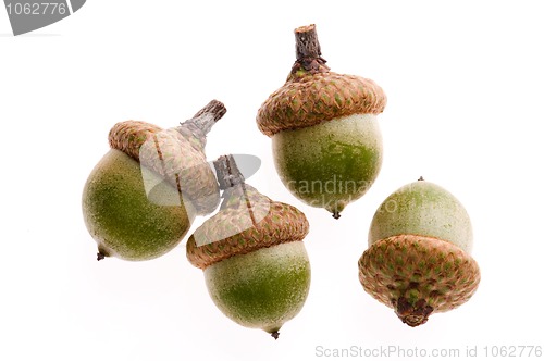 Image of Acorns isolated on white 
