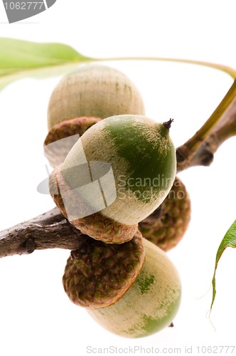 Image of Acorns isolated on white 
