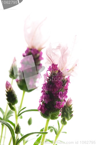 Image of lavender flower on the white background