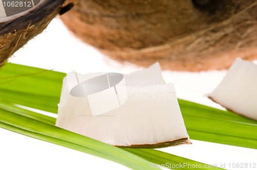 Image of coconut on a white background