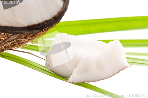 Image of coconut on a white background