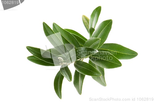 Image of Olive branch isolated on the white