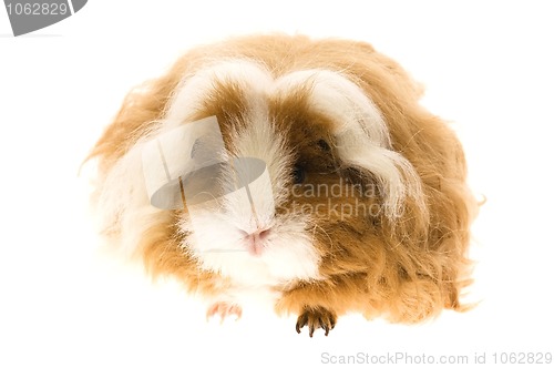 Image of guinea pig isolated on the white background