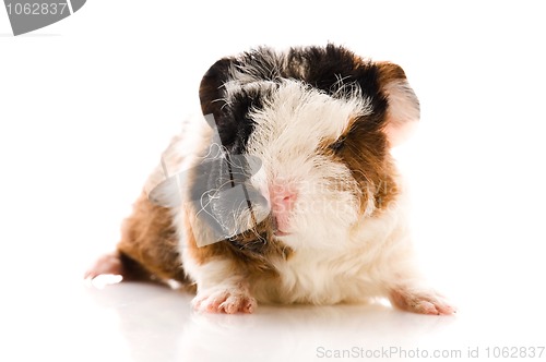 Image of baby guinea pig