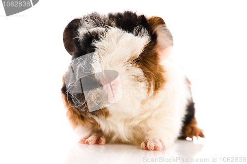 Image of baby guinea pig