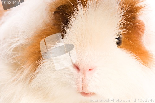 Image of guinea pig