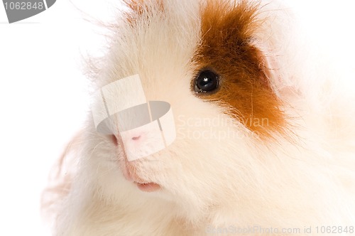 Image of guinea pig