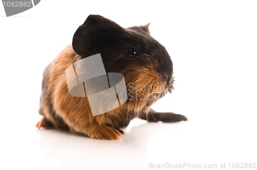 Image of baby guinea pig