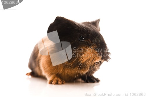 Image of baby guinea pig