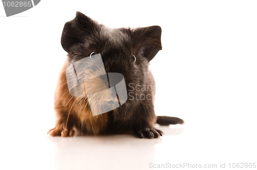 Image of baby guinea pig