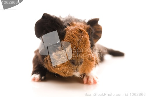 Image of baby guinea pig