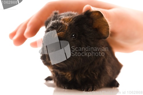 Image of baby guinea pig