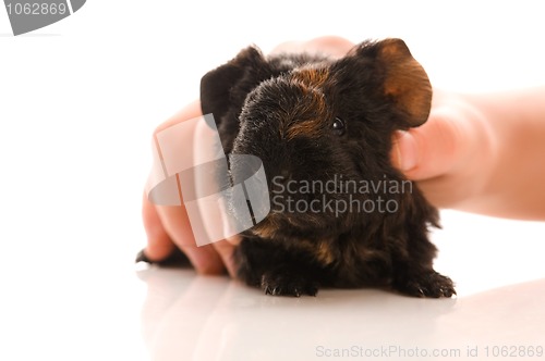 Image of baby guinea pig