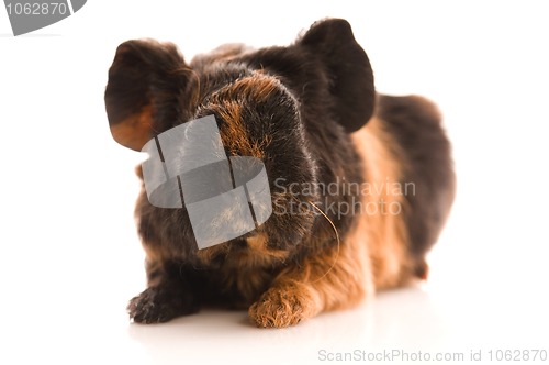 Image of baby guinea pig