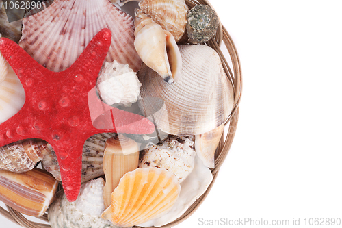 Image of sea shells background