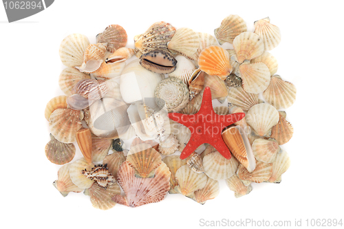 Image of sea shells background