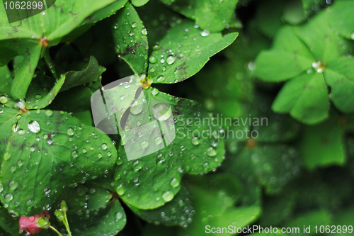 Image of green leaves background with water