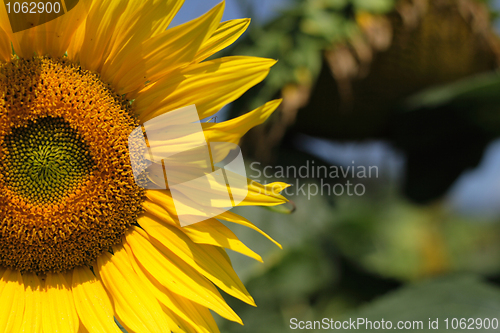 Image of sunflower