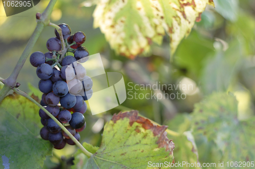 Image of red grapes 