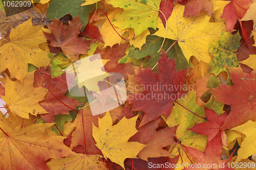 Image of color autumn leaves 