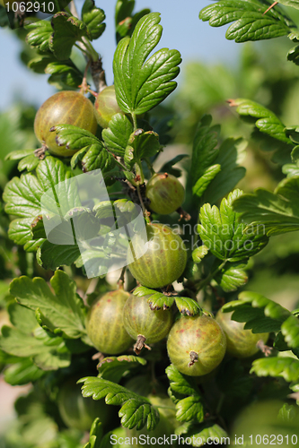 Image of gooseberries