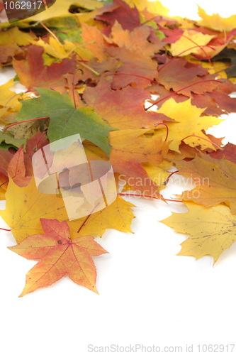 Image of color autumn leaves 