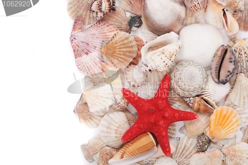 Image of sea shells background