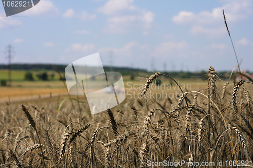 Image of golden corn and open country