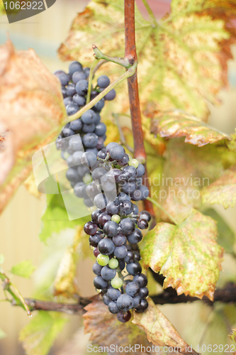 Image of red grapes in the autumn