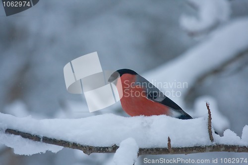 Image of bullfinch