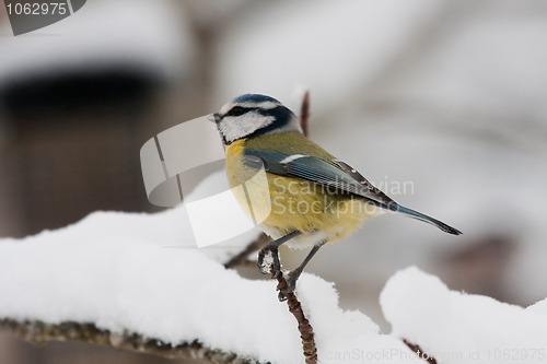 Image of blue tit