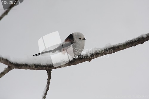 Image of longtailed tit