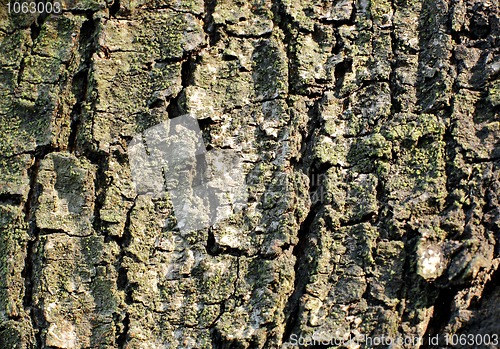 Image of Tree bark texture