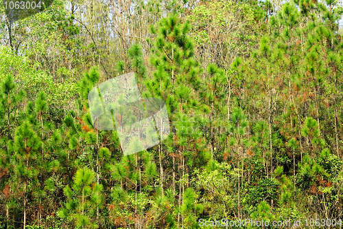 Image of forest