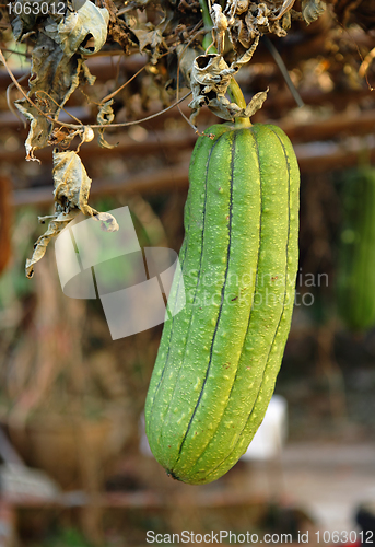 Image of Fresh green sponge gourd