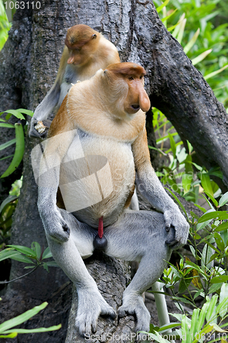 Image of Proboscis monkey