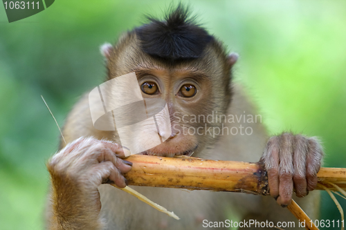 Image of Macaque monkey