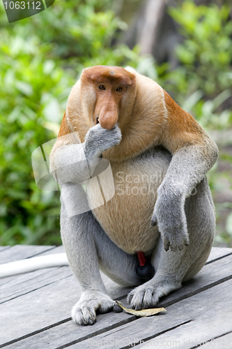 Image of Proboscis monkey