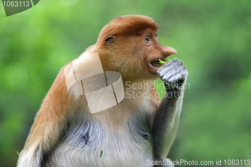 Image of Proboscis monkey