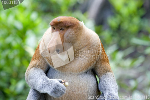 Image of Proboscis monkey