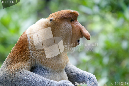 Image of Proboscis monkey