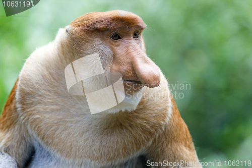 Image of Proboscis monkey