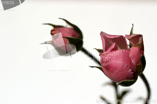 Image of Two roses