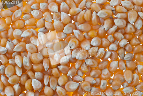 Image of Corn closeup