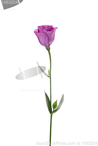Image of Beautiful pink flower